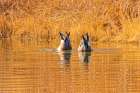 USA, Colorado, Fort Collins. American Wigeon duck. Art Print